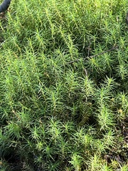 Polytrichastrum alpinum