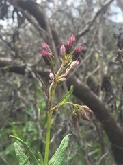 Aristeguietia salvia
