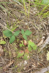 Rubus hirtus