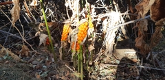 Arum italicum