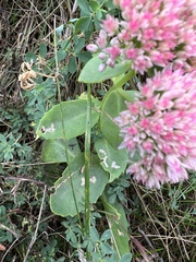 Hylotelephium maximum × spectabile