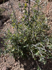 Cercocarpus
