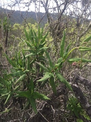 Aristeguietia salvia
