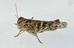 Oedaleus decorus