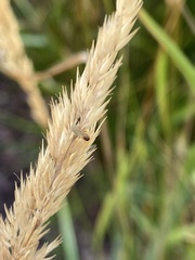 Meromyza