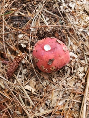 Russula emetica