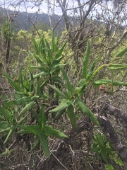 Aristeguietia salvia