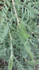 Astragalus varius