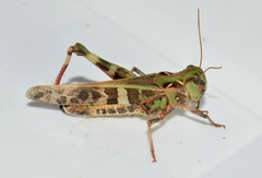 Oedaleus decorus