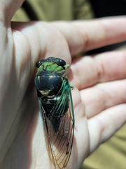 Neotibicen tibicen tibicen