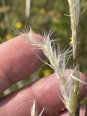Andropogon ternarius