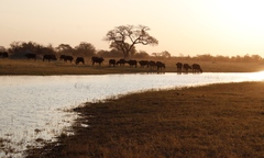 Syncerus caffer caffer