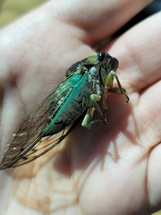 Neotibicen tibicen tibicen