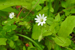 Stellaria cupaniana