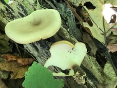 Cerioporus leptocephalus