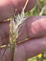 Andropogon ternarius