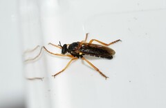 Saropogon notatus