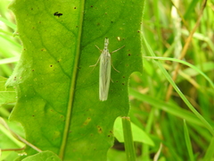 Crambus perlella