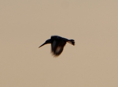Ceryle rudis rudis