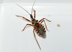 Rhynocoris punctiventris