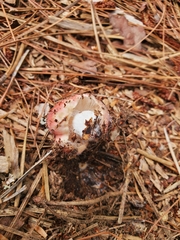 Russula emetica