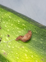 Deroceras reticulatum