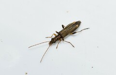 Oedemera barbara