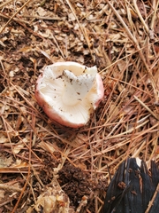 Russula emetica