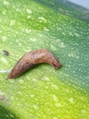 Deroceras reticulatum