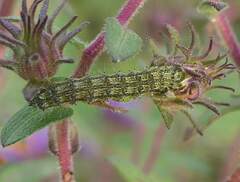 Heliothis