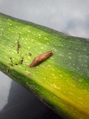 Deroceras reticulatum