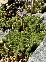 Selaginella watsonii