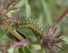 Heliothis