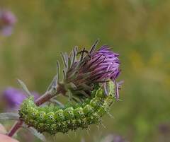 Heliothis