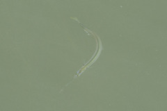 Zenarchopterus buffonis