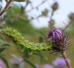 Heliothis