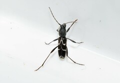 Chlorophorus sartor