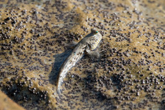 Periophthalmus chrysospilos