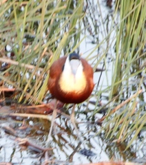 Actophilornis africanus