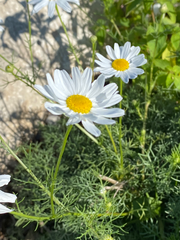 Tripleurospermum inodorum