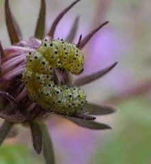 Heliothis