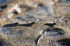 Periophthalmus chrysospilos