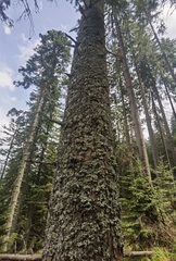 Abies alba