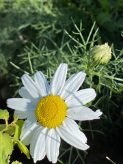 Tripleurospermum inodorum