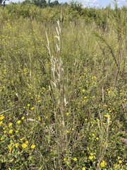 Andropogon ternarius