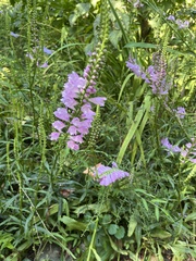 Physostegia virginiana