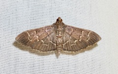 Pilocrocis ramentalis