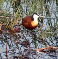 Actophilornis africanus