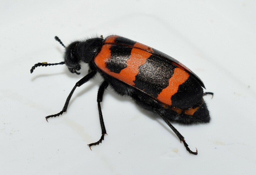 Mylabris cincta