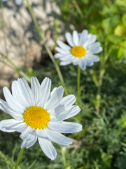 Tripleurospermum inodorum